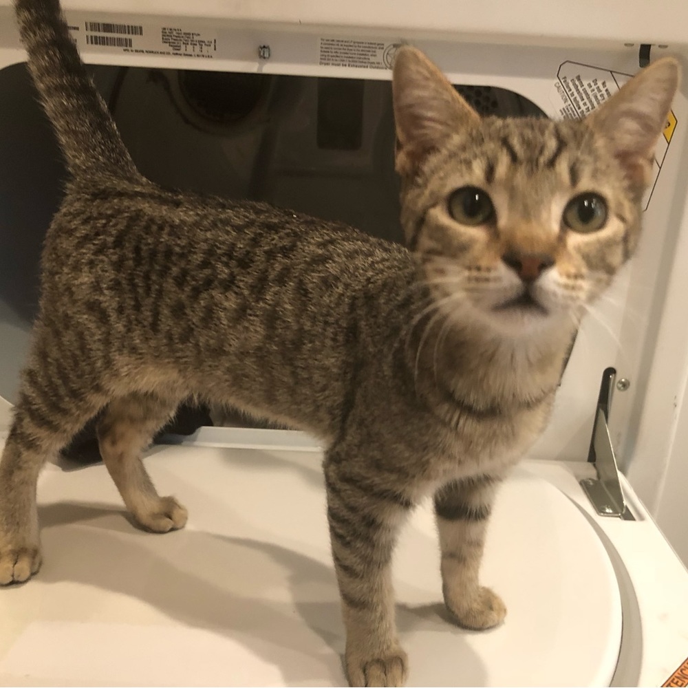 Meet your Posher, Janeth